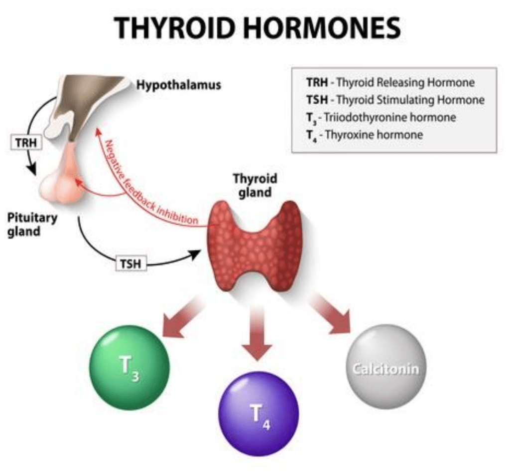 Thyroid USP (GMP) BIOFAC A/S